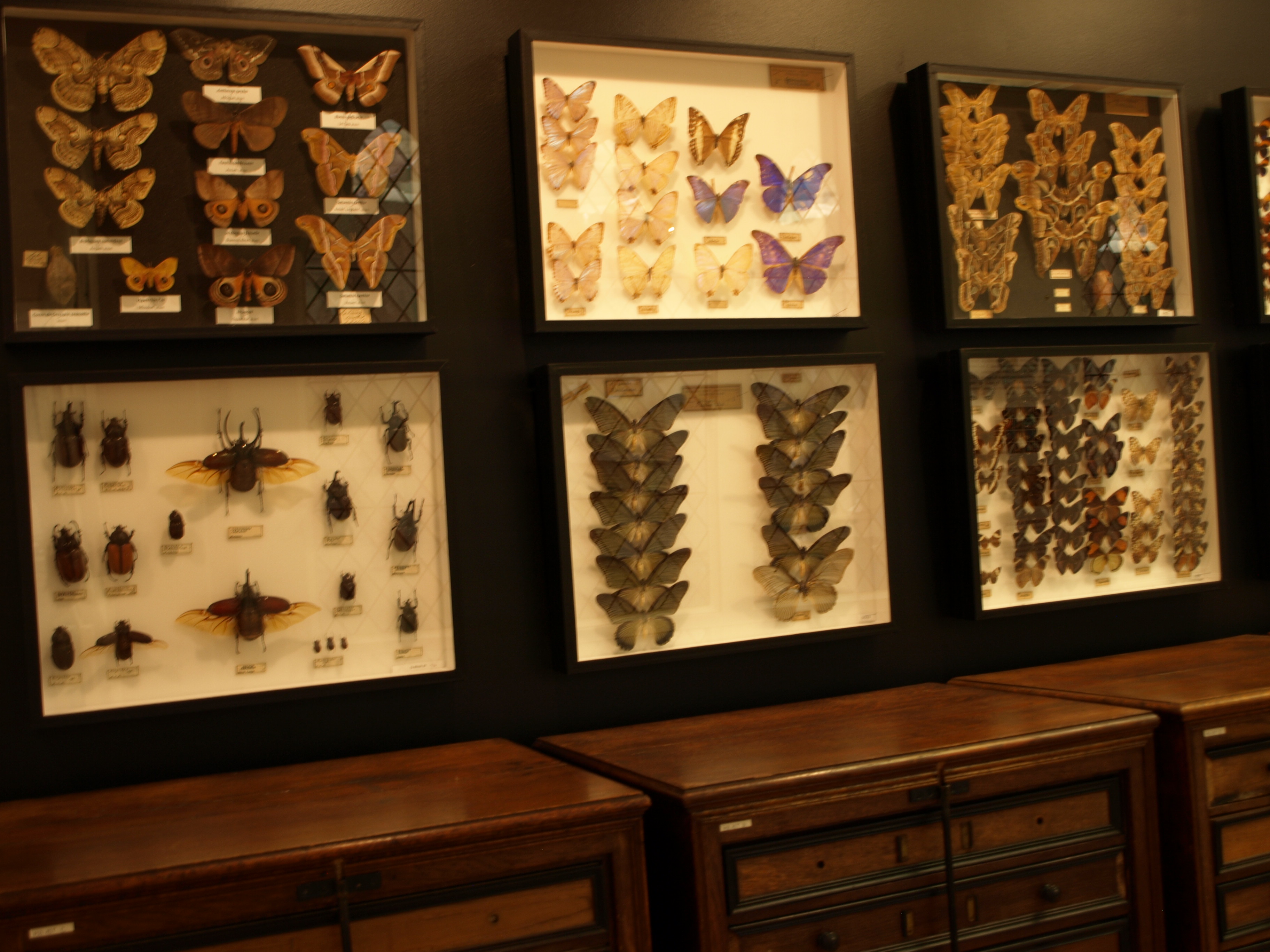Saint-Quentin - Musée des papillons
